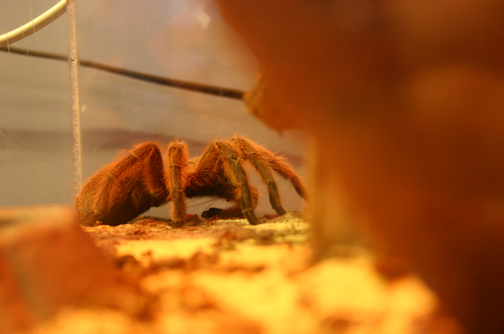 Chilean Rose Tarantula: Unlocking the Secrets of Chronic Pain (image credits: flickr)