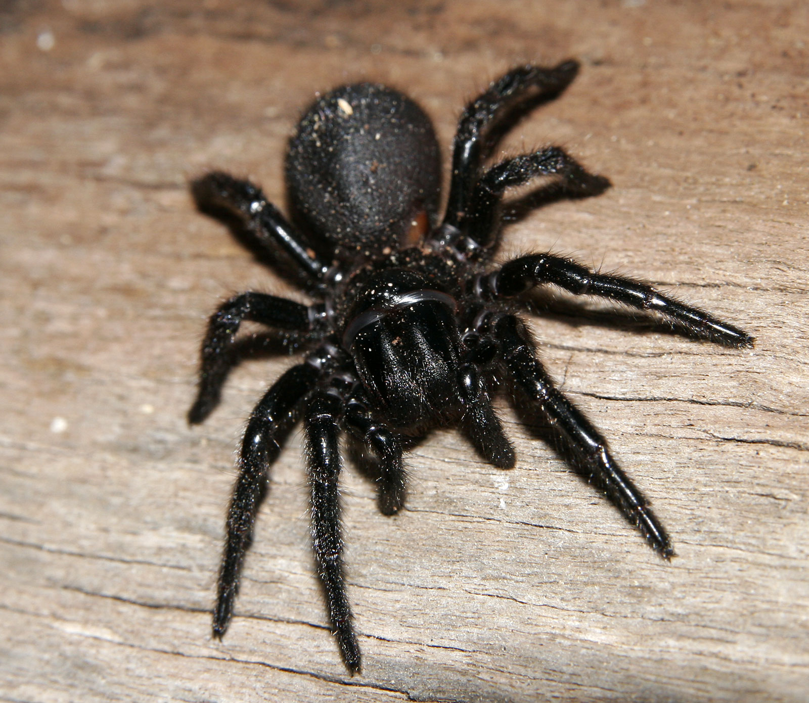 The Funnel-Web Spider: Australia's Stroke-Fighting Warrior (image credits: wikimedia)