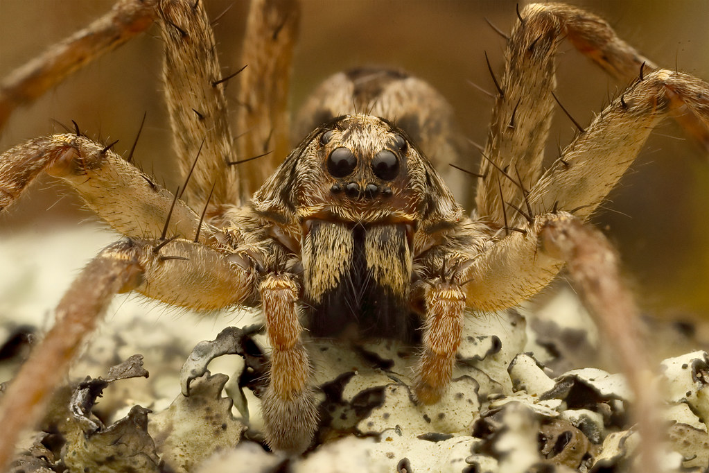 Wolf Spiders: Guardians Against Alzheimer's Disease (image credits: flickr)