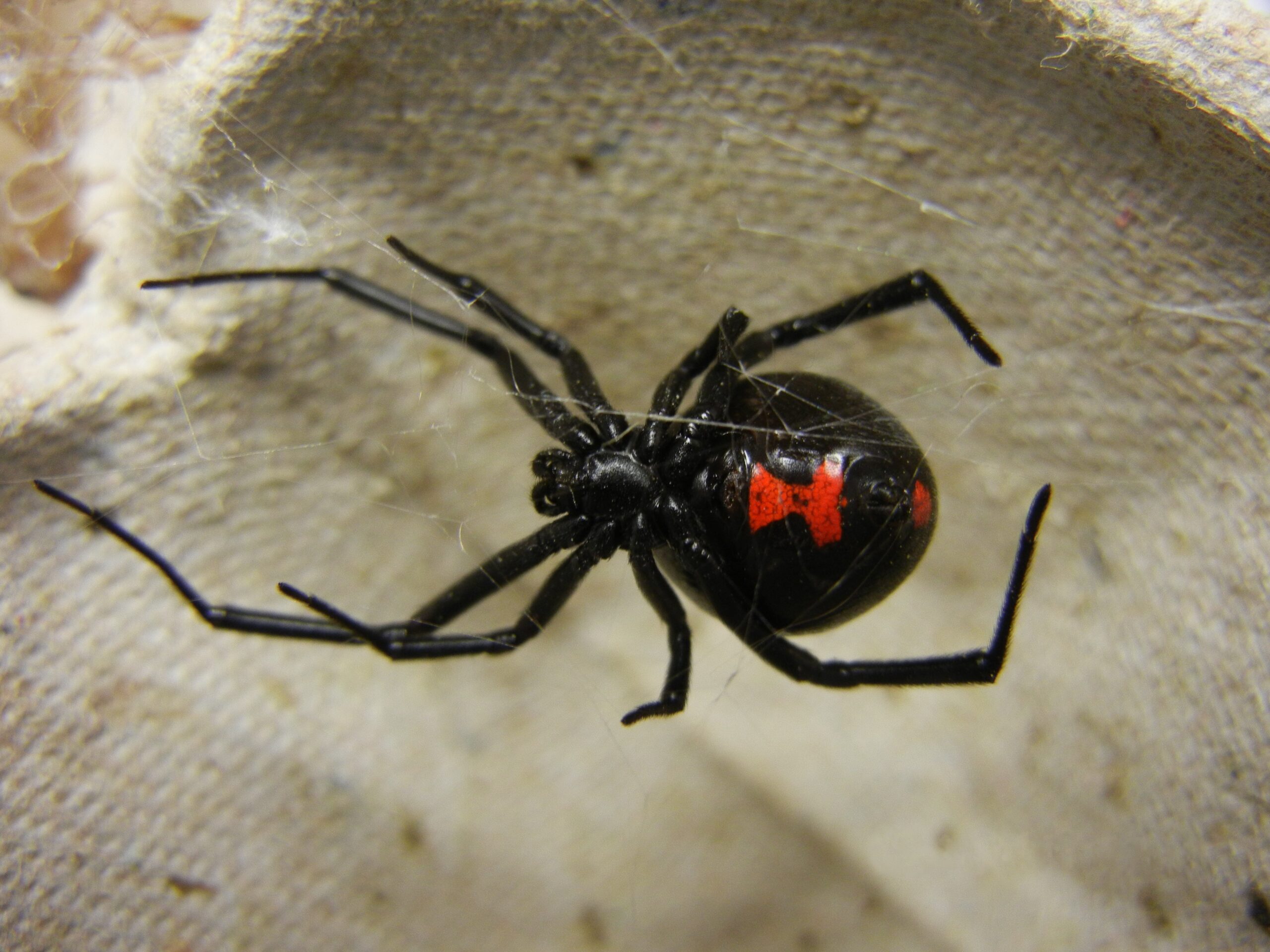 Widow Spiders: Black Beauties Fighting Cancer (image credits: wikimedia)