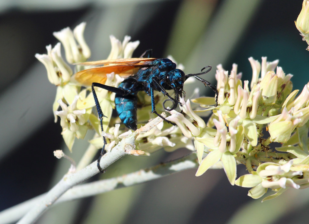 Tarantula Hawk Wasp Hunters: Paralysis Proteins for Epilepsy (image credits: flickr)