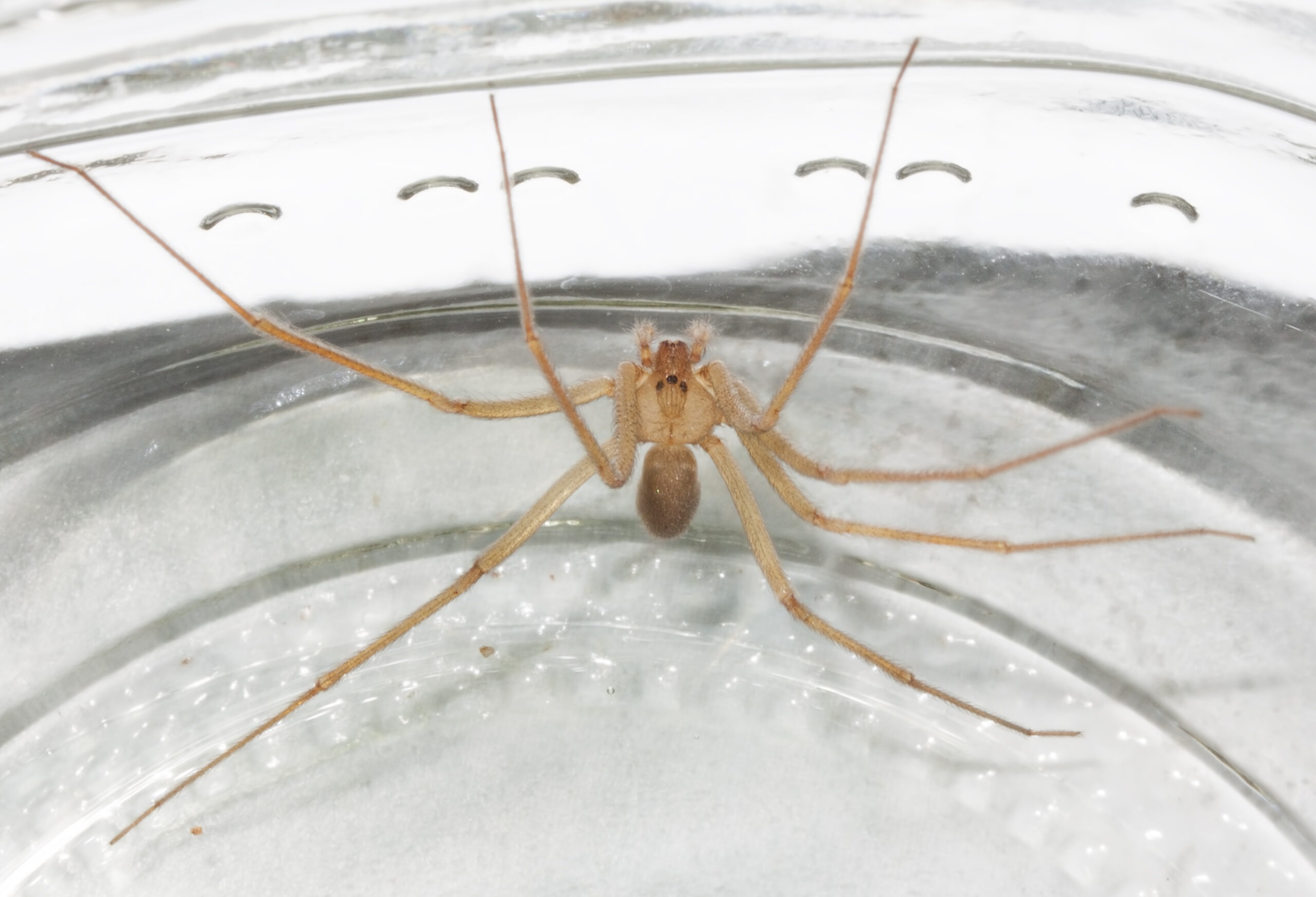 Desert Recluse Spiders: Healing Wounds from the Inside Out (image credits: By DesertTrip, CC BY-SA 4.0, https://commons.wikimedia.org/w/index.php?curid=50309088)