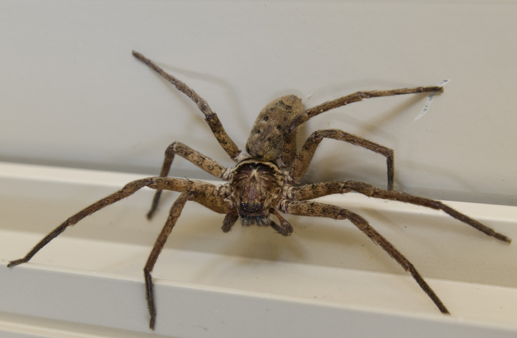 Huntsman Spiders: Antimicrobial Guardians of the Future (image credits: flickr)