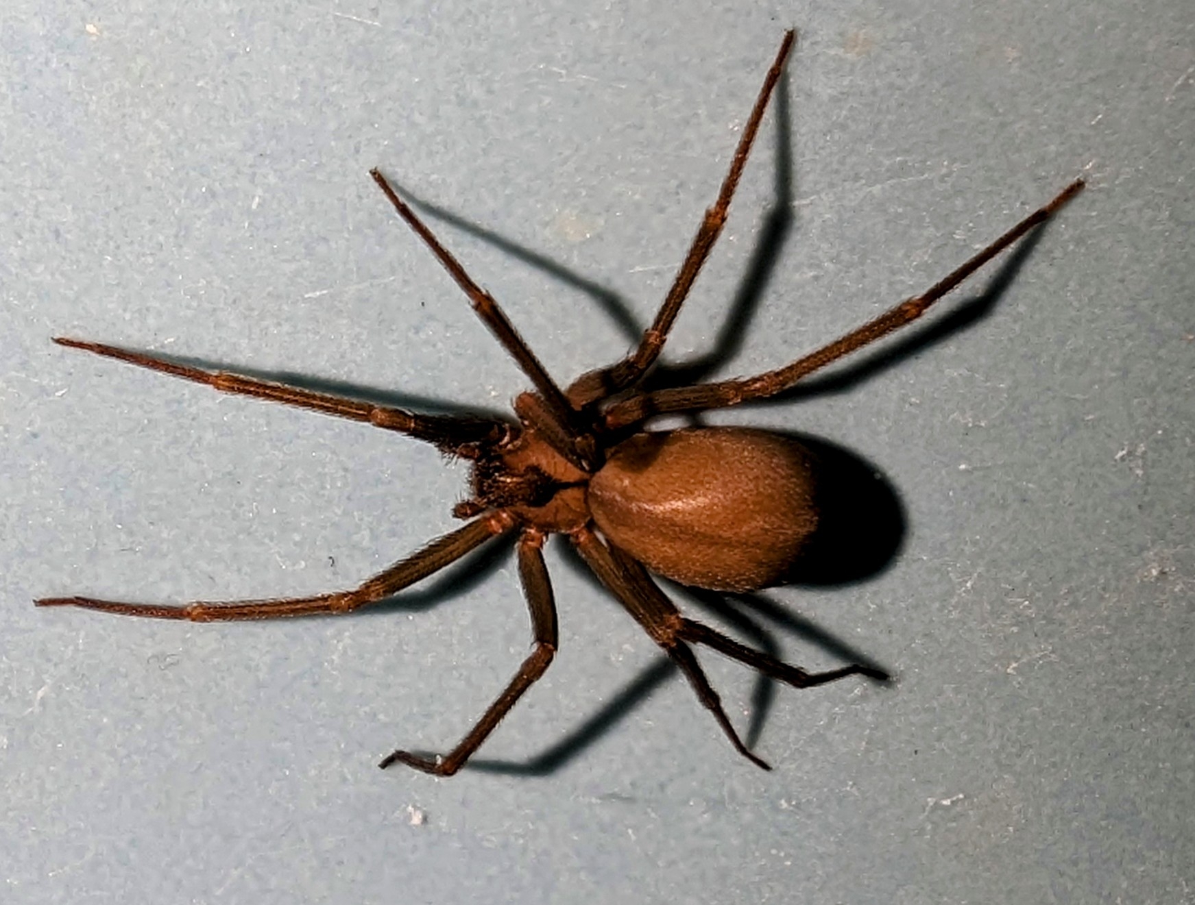 Violin Spiders: Orchestrating Immune System Responses (image credits: wikimedia)