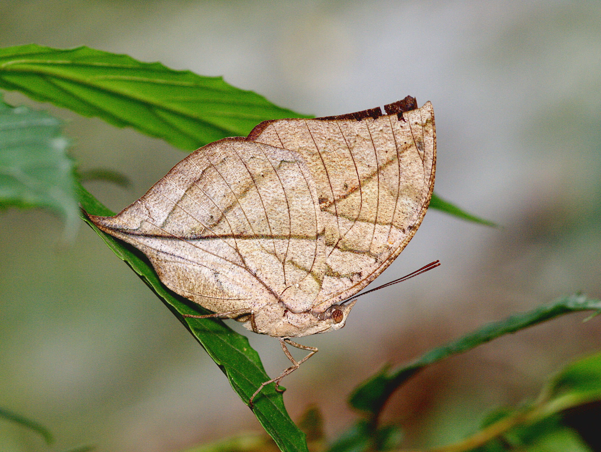 Masters of Leaf Mimicry: The Dead Leaf Butterflies (image credits: wikimedia)