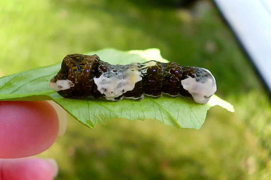 The Unappetizing Disguise: Bird Dropping Mimics (image credits: By TokyoJunkie, CC BY 2.5, https://commons.wikimedia.org/w/index.php?curid=2554449)