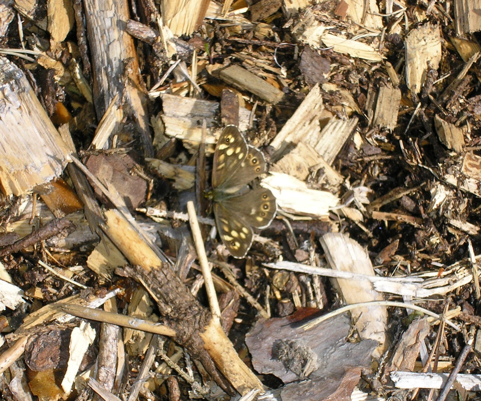 The Science Behind Camouflage Colors (image credits: wikimedia)