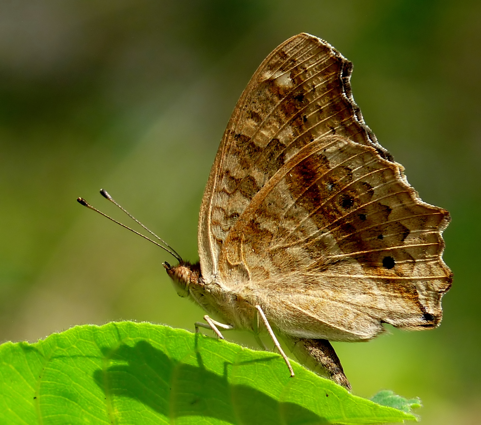 Seasonal Disguises: Wet and Dry Season Adaptations (image credits: wikimedia)