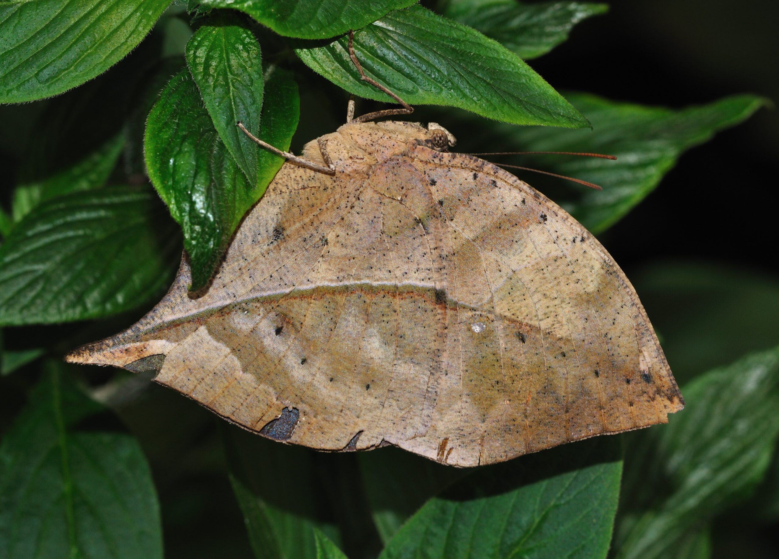 The Role of Behavior in Perfect Disguise (image credits: By Quartl, CC BY-SA 3.0, https://commons.wikimedia.org/w/index.php?curid=16038903)