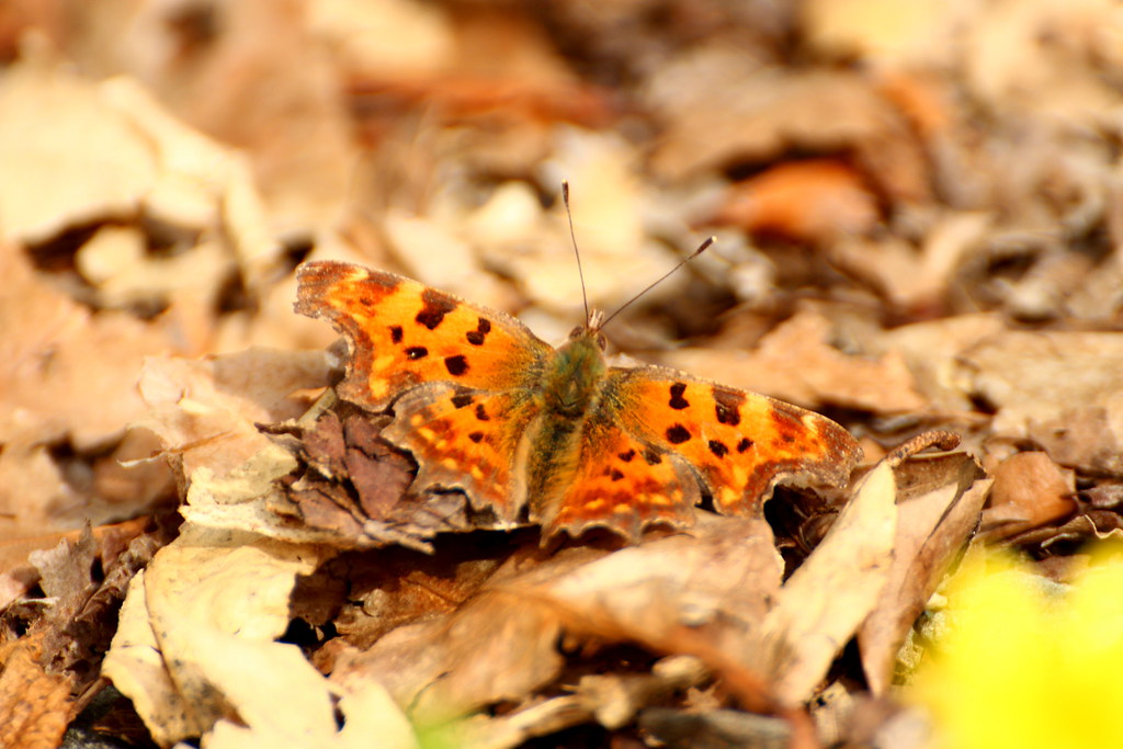 Evolution in Action: How These Disguises Developed (image credits: flickr)