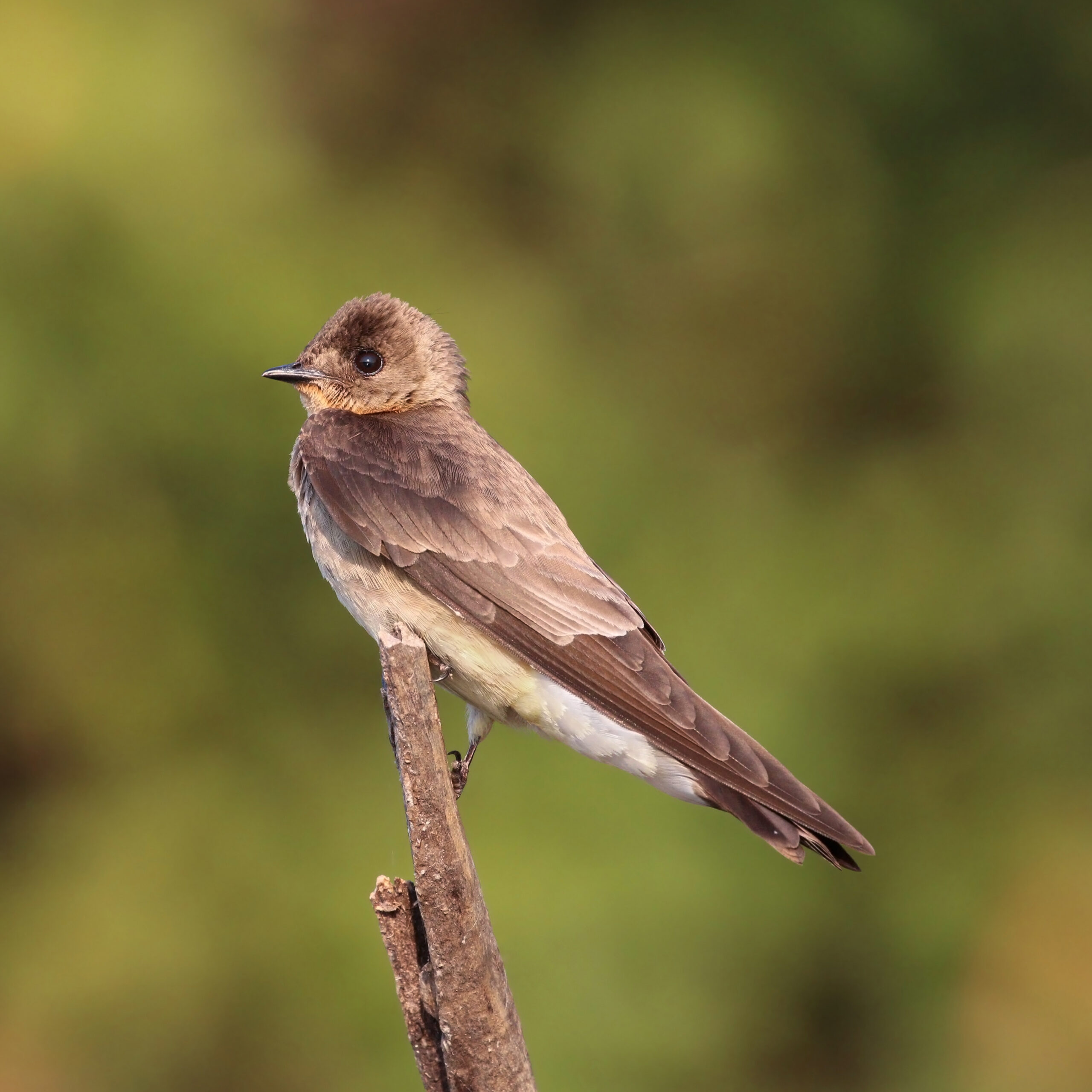 The Arms Race: Predators Fight Back (image credits: Own work, from Sharp Photography, sharpphotography, CC BY-SA 4.0, https://commons.wikimedia.org/w/index.php?curid=44144951)