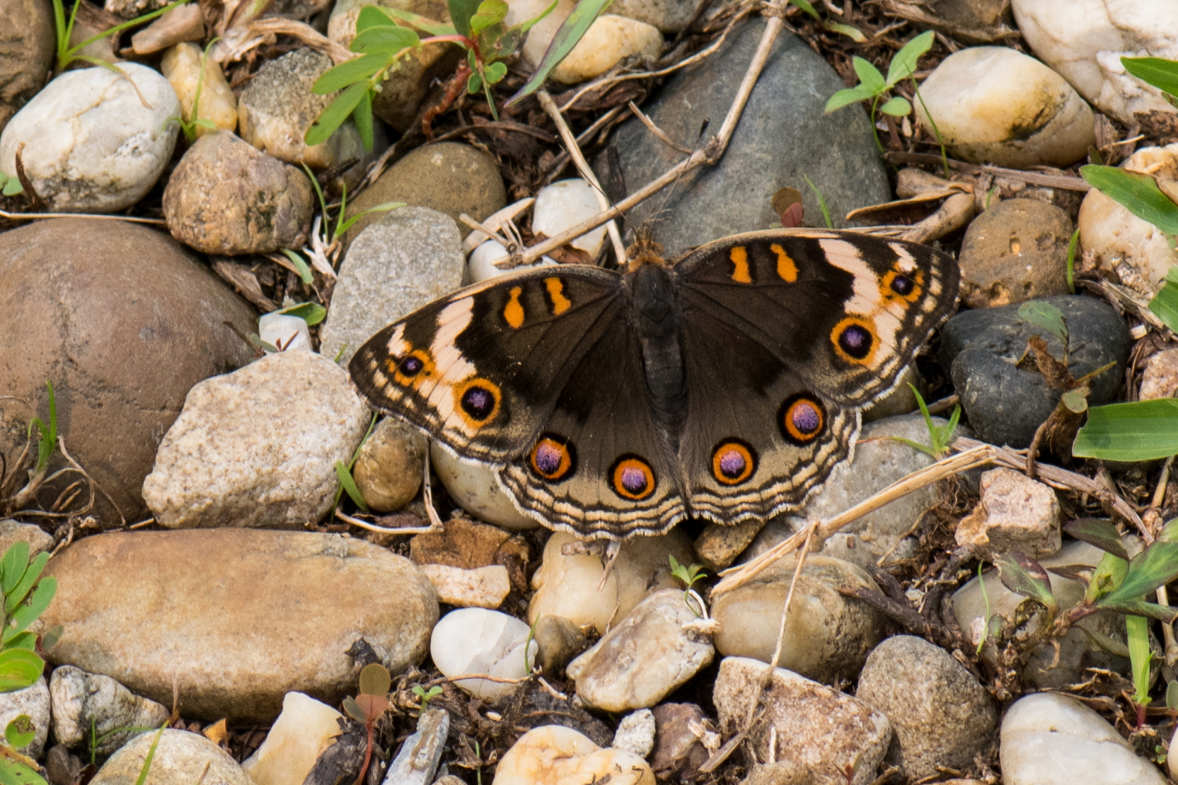 Mimicry Beyond Appearance: Chemical Deception (image credits: wikimedia)