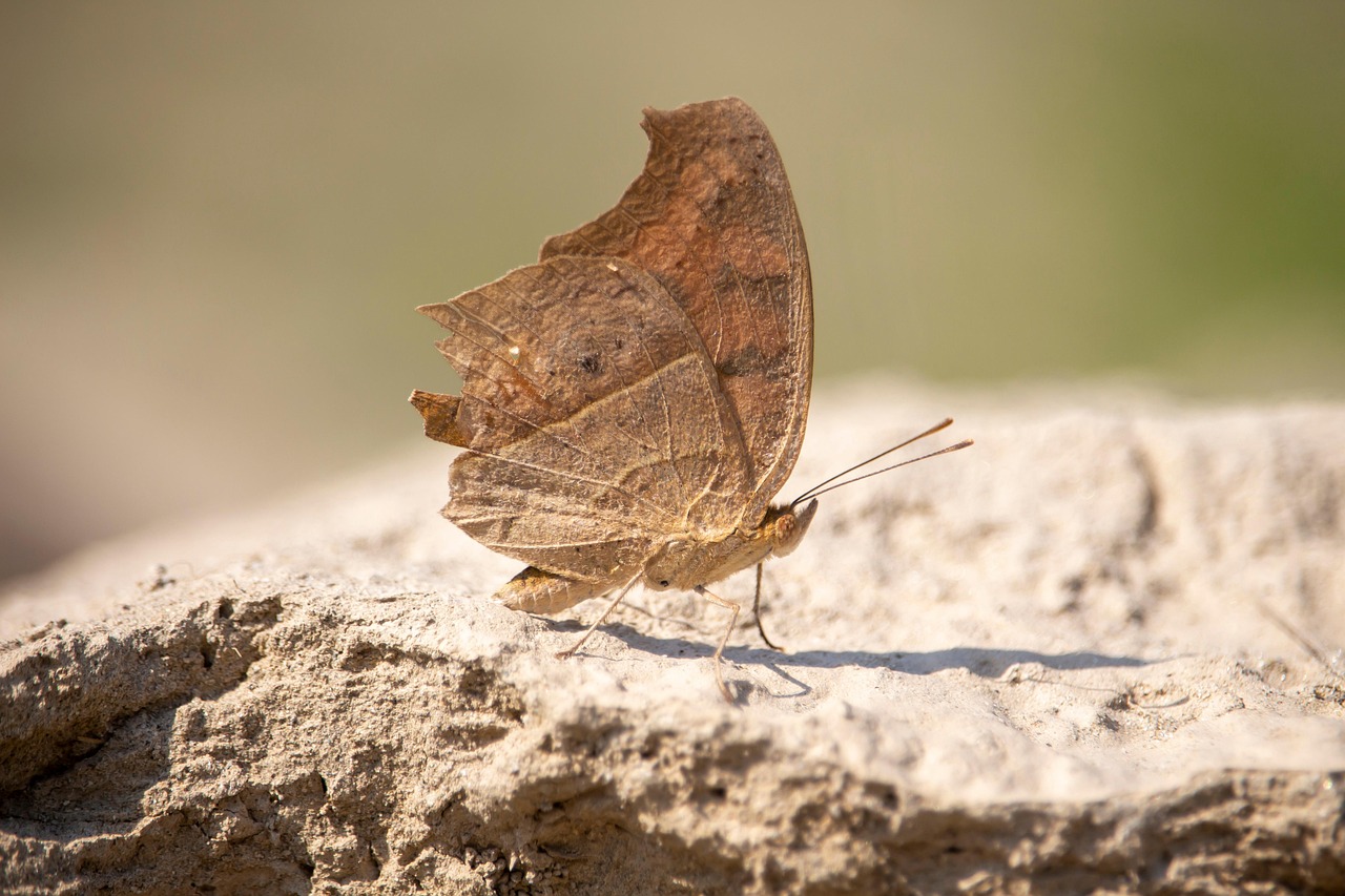 The Price of Perfection: Trade-offs in Camouflage (image credits: pixabay)