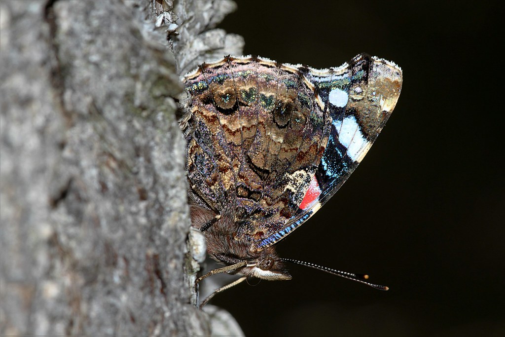 Conservation Implications of Butterfly Camouflage (image credits: flickr)