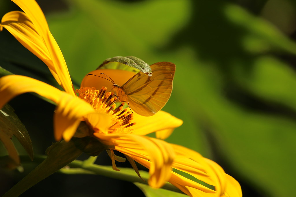 The Future of Butterfly Disguises (image credits: flickr)