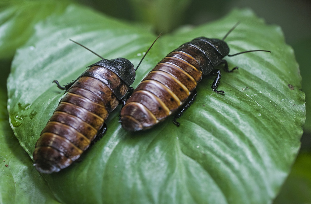 The Cockroach: Earth's Ultimate Survivor (image credits: flickr)