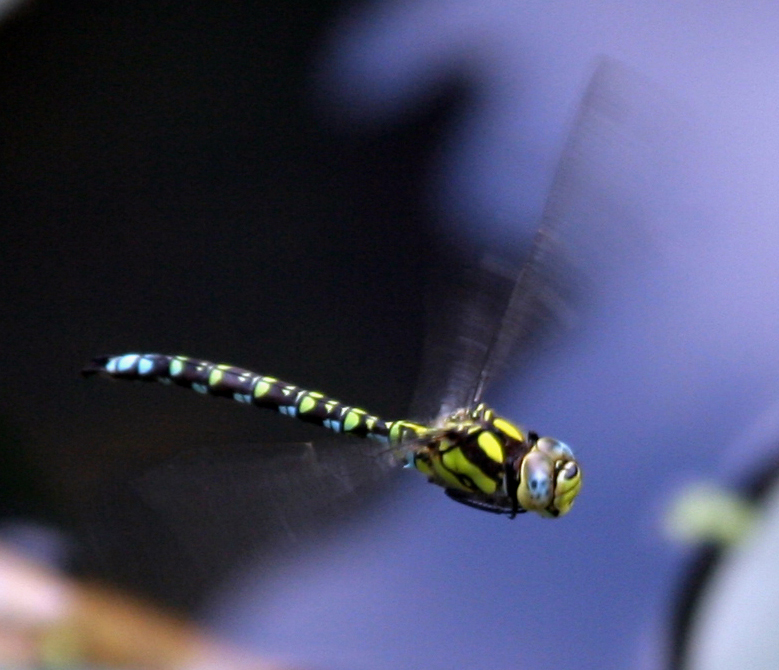 Dragonflies: Ancient Aerial Acrobats (image credits: wikimedia)