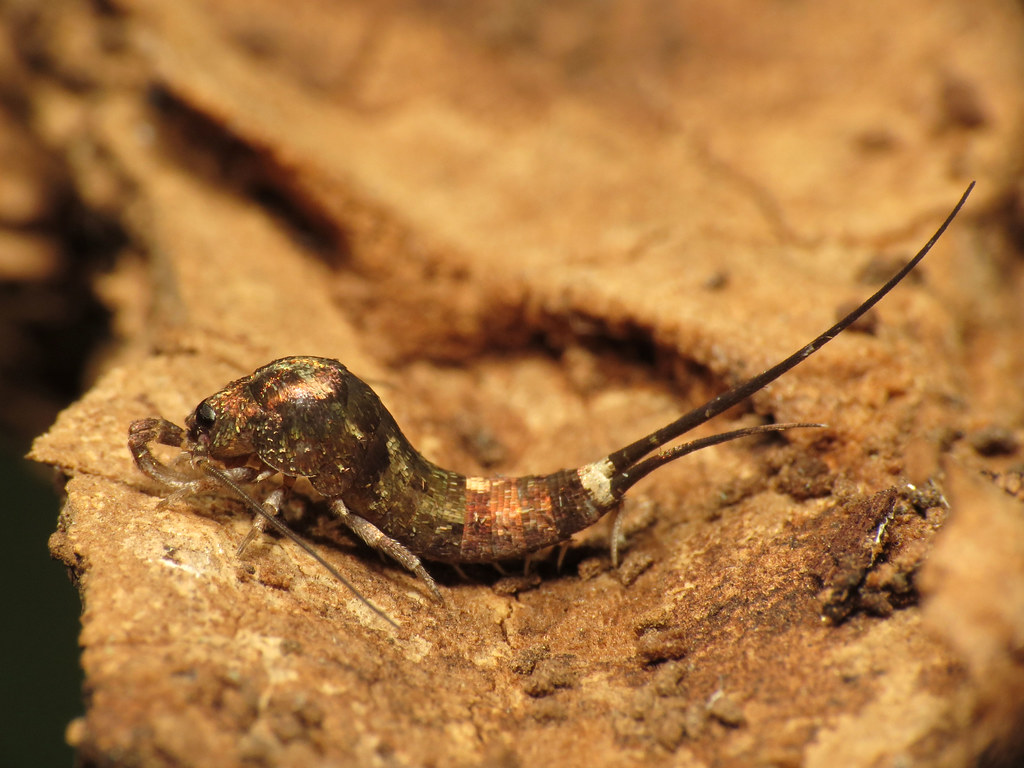 Bristletails: The Jumping Ancients (image credits: flickr)