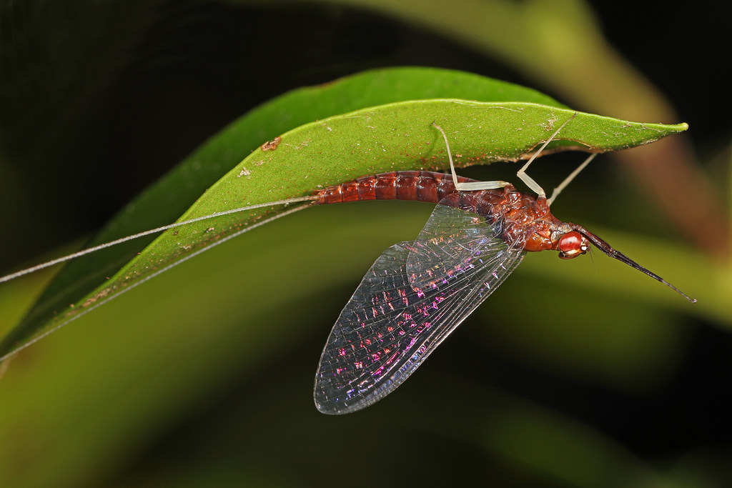 Mayflies: Brief Lives, Ancient Lineage (image credits: flickr)