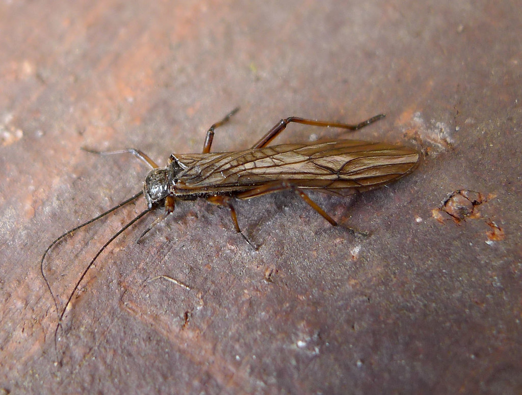 Stoneflies: Aquatic Time Capsules (image credits: flickr)