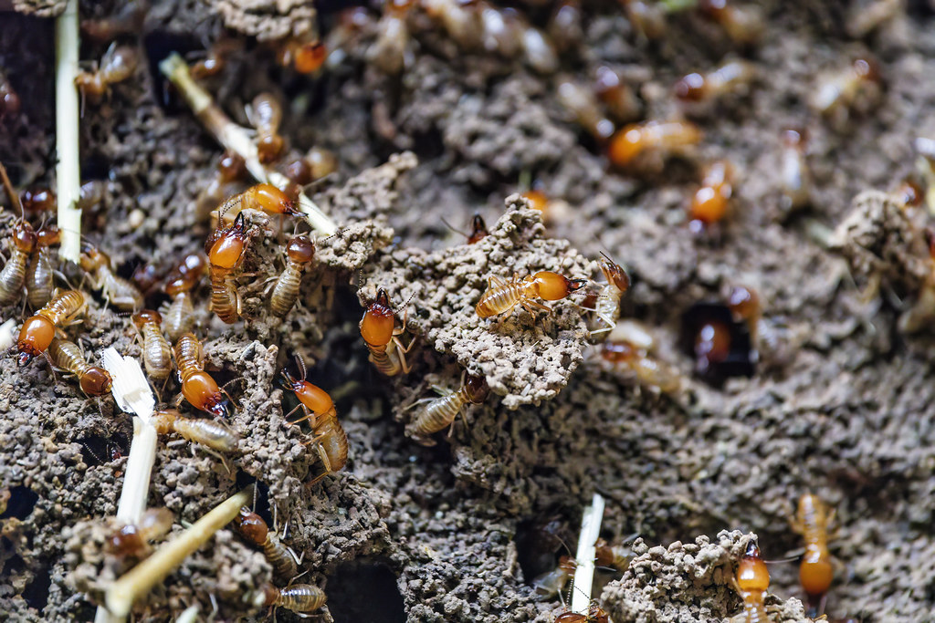 Termites: Social Insects with Ancient Roots (image credits: flickr)