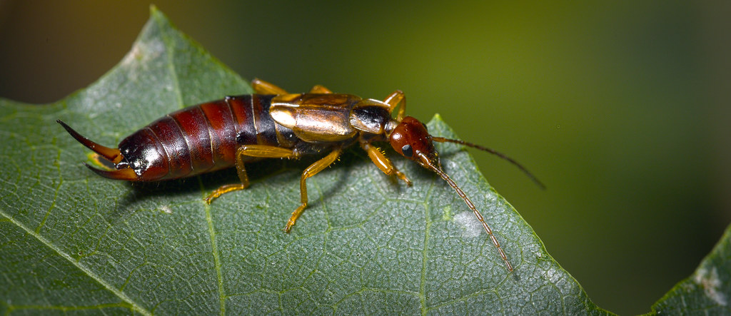 Earwigs: Pincer-Wielding Ancients (image credits: flickr)