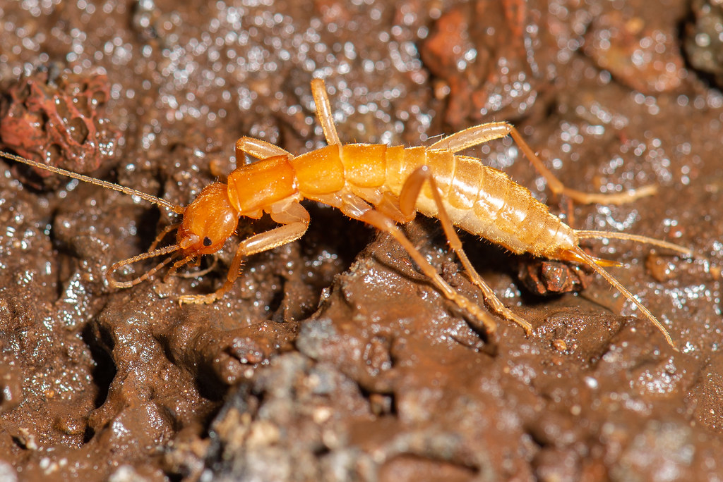 The Ice Age Survivors: Grylloblattids (image credits: flickr)