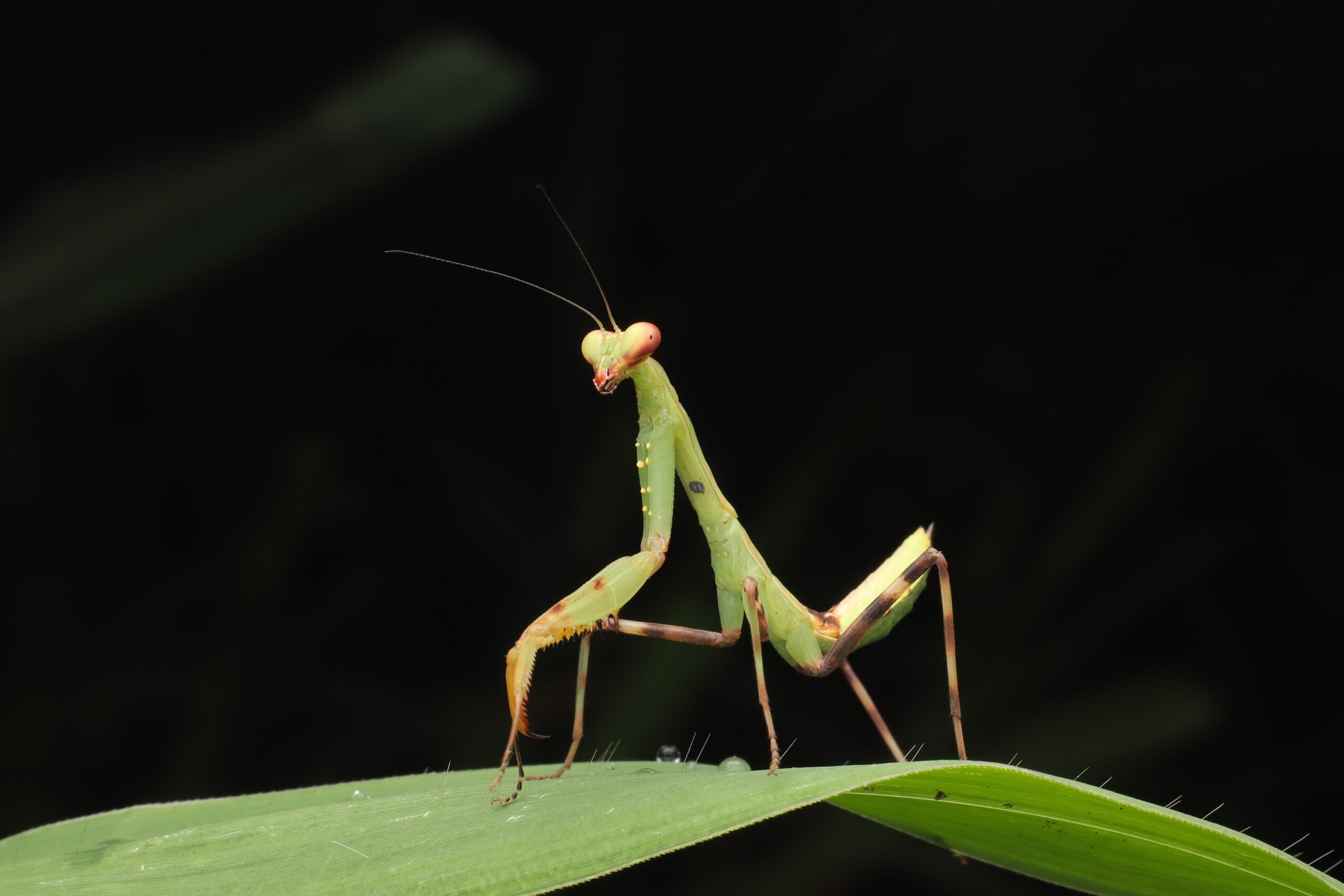 Mantises: Predatory Perfection Preserved (image credits: wikimedia)