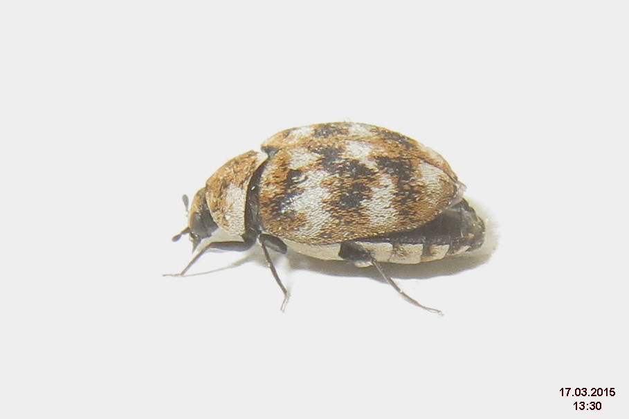 Hair and Skin: Nature's Protein Bars (image credits: Variegated carpet beetle, CC BY 2.0, https://commons.wikimedia.org/w/index.php?curid=63871640)