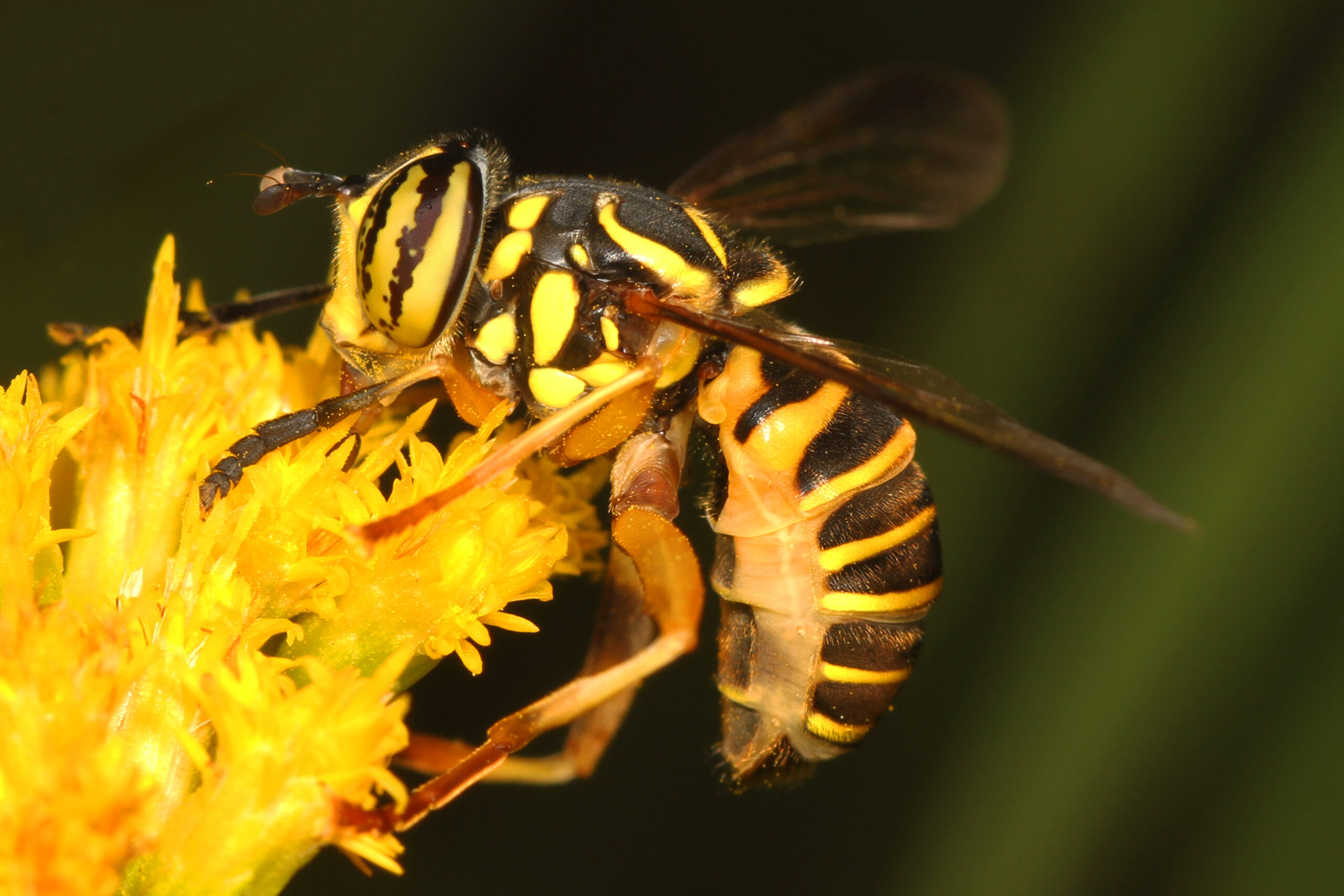 Hoverflies: Masters of Wasp Deception (image credits: By Judy Gallagher, CC BY 2.0, https://commons.wikimedia.org/w/index.php?curid=55251687)