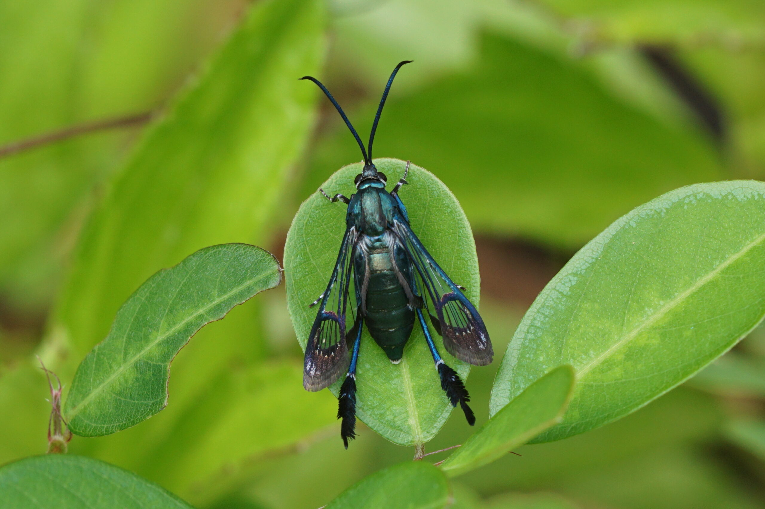 Clearwing Moths: The Transparent Tricksters (image credits: wikimedia)