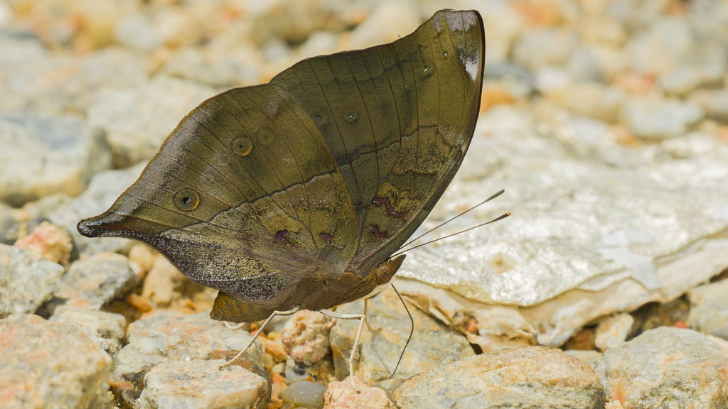 Butterfly Fraudsters: Beauty with a Bite (image credits: flickr)