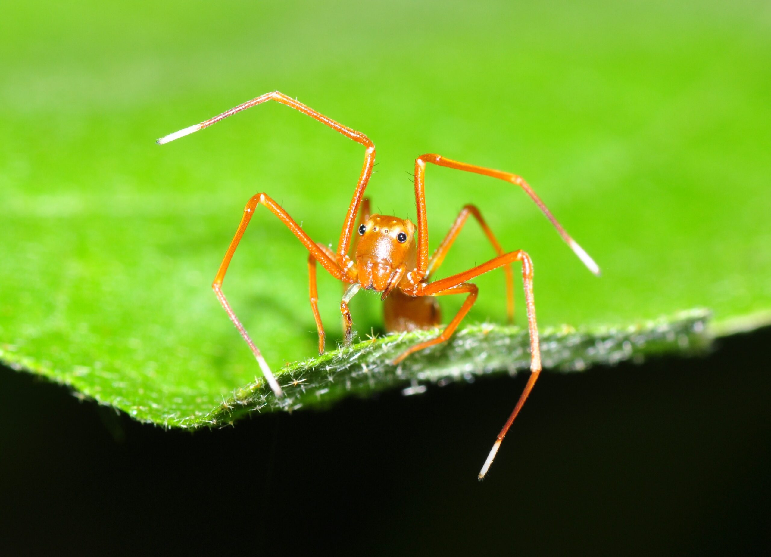 Ant Mimics: Small but Mighty Deceptions (image credits: wikimedia)
