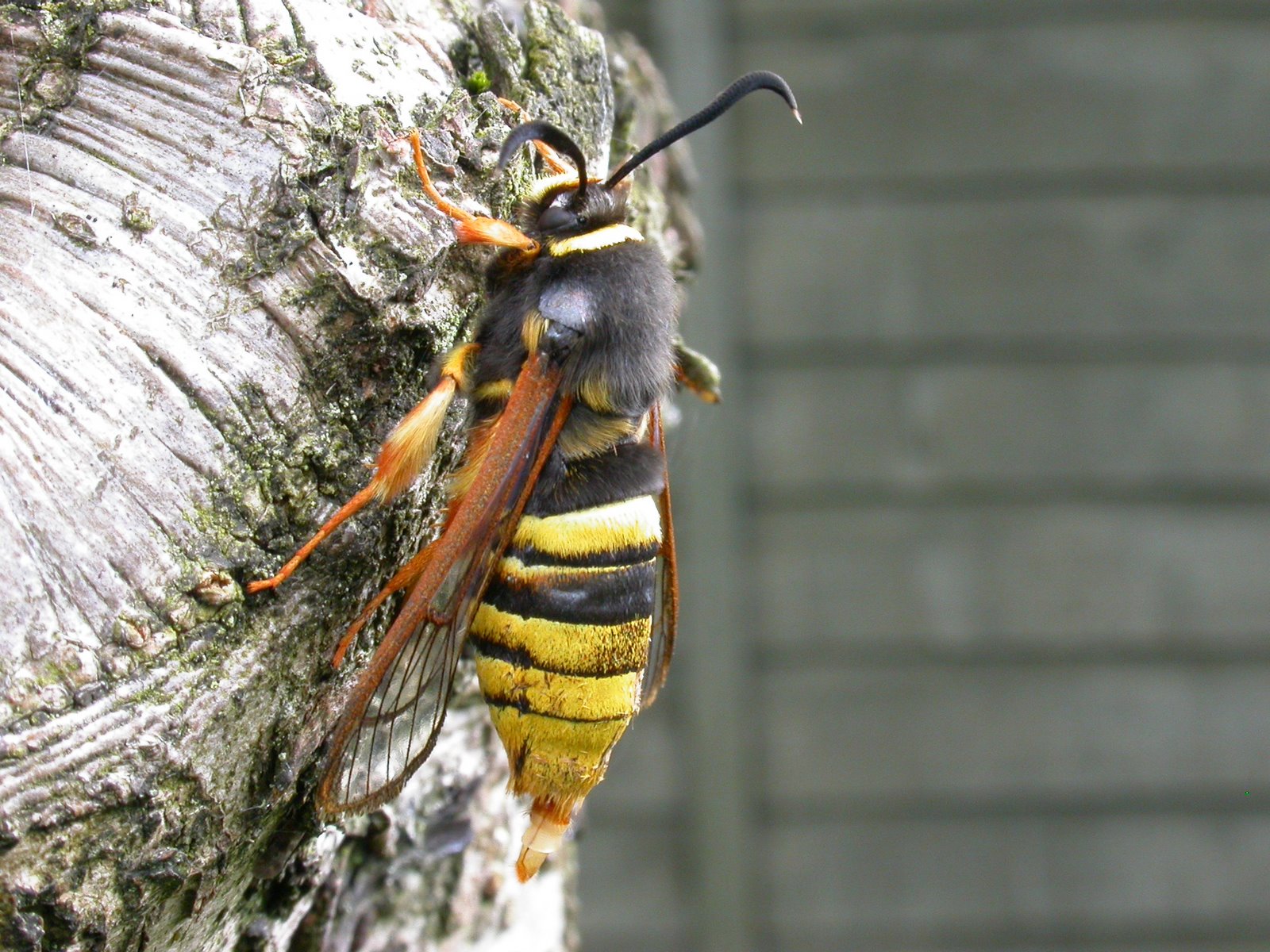 The Hornet Charade: When Size Matters (image credits: wikimedia)