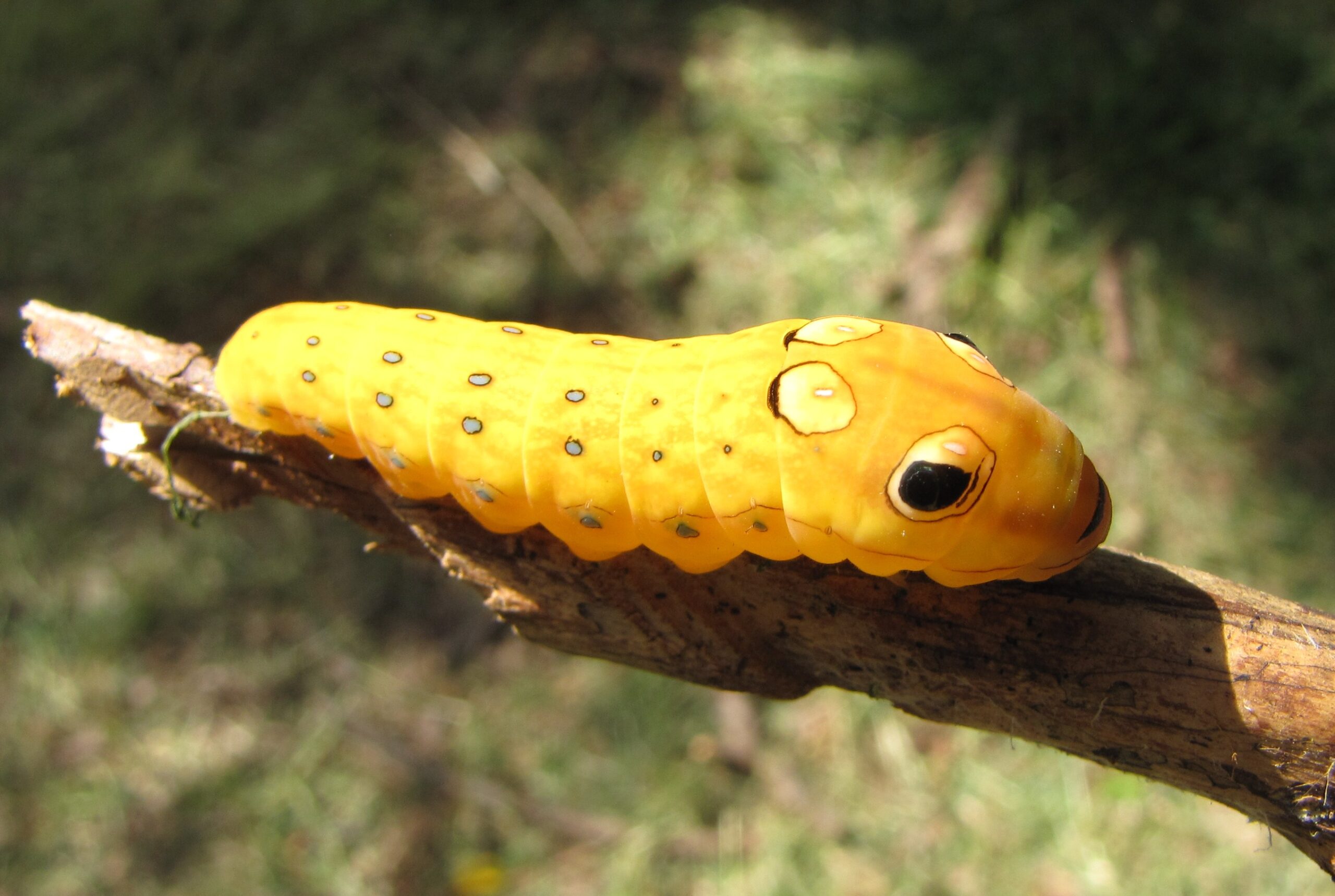 Toxic Caterpillars: The Fake Danger Display (image credits: wikimedia)
