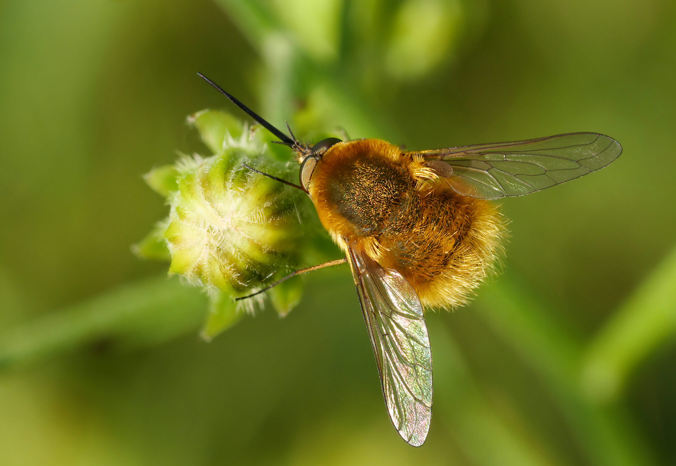 The Bee Fly Bamboozle: Fuzzy Fraudsters (image credits: wikimedia)