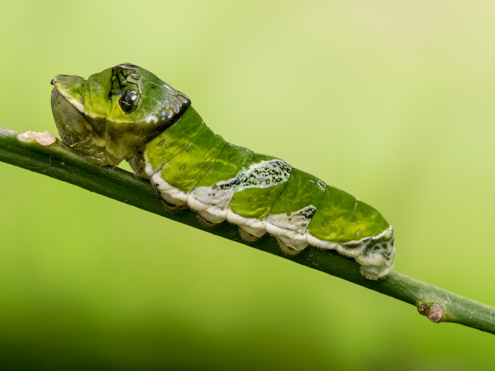 Snake Mimics: When Insects Play Reptile (image credits: wikimedia)