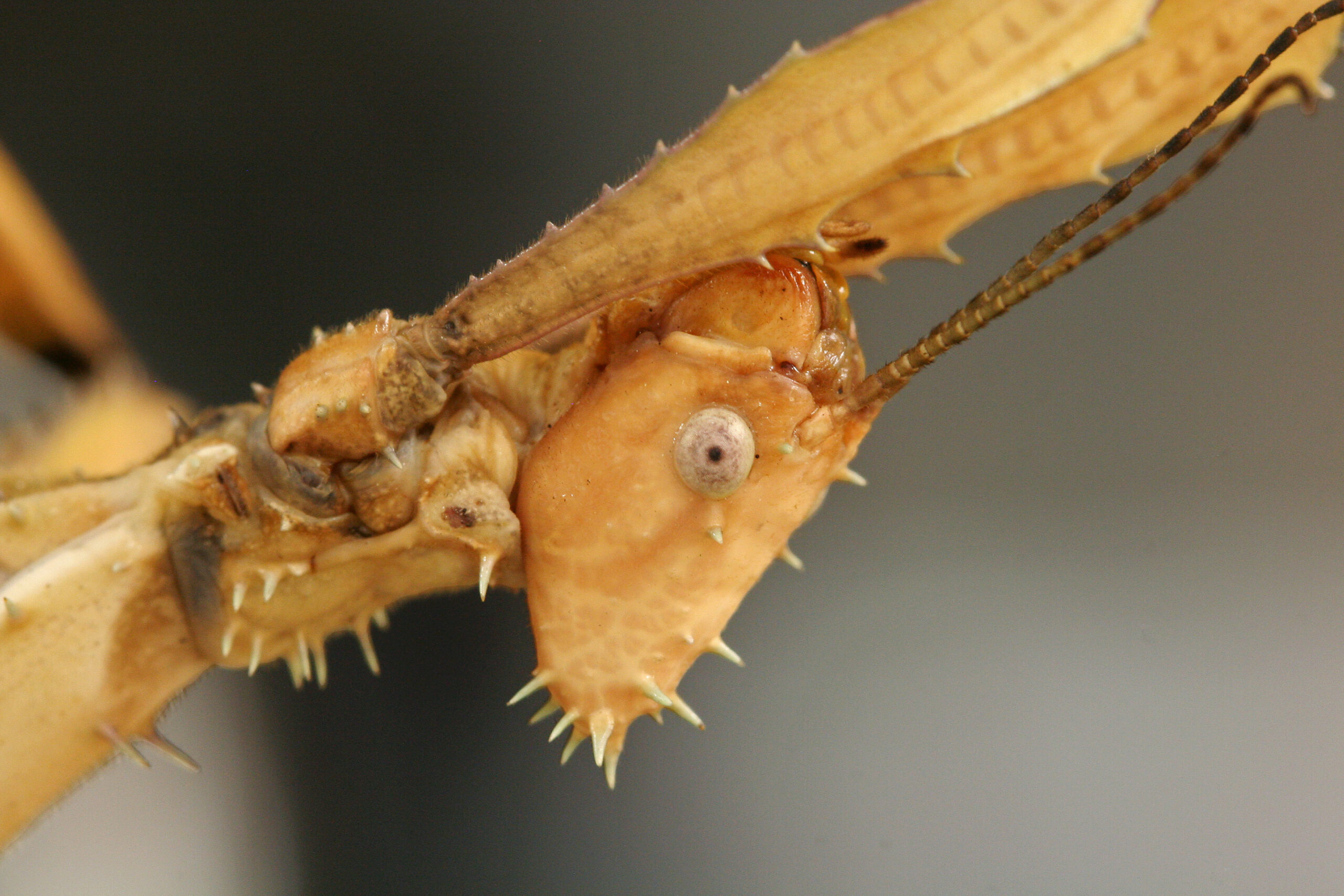 The Evolutionary Arms Race: Predator vs. Mimic (image credits: wikimedia)