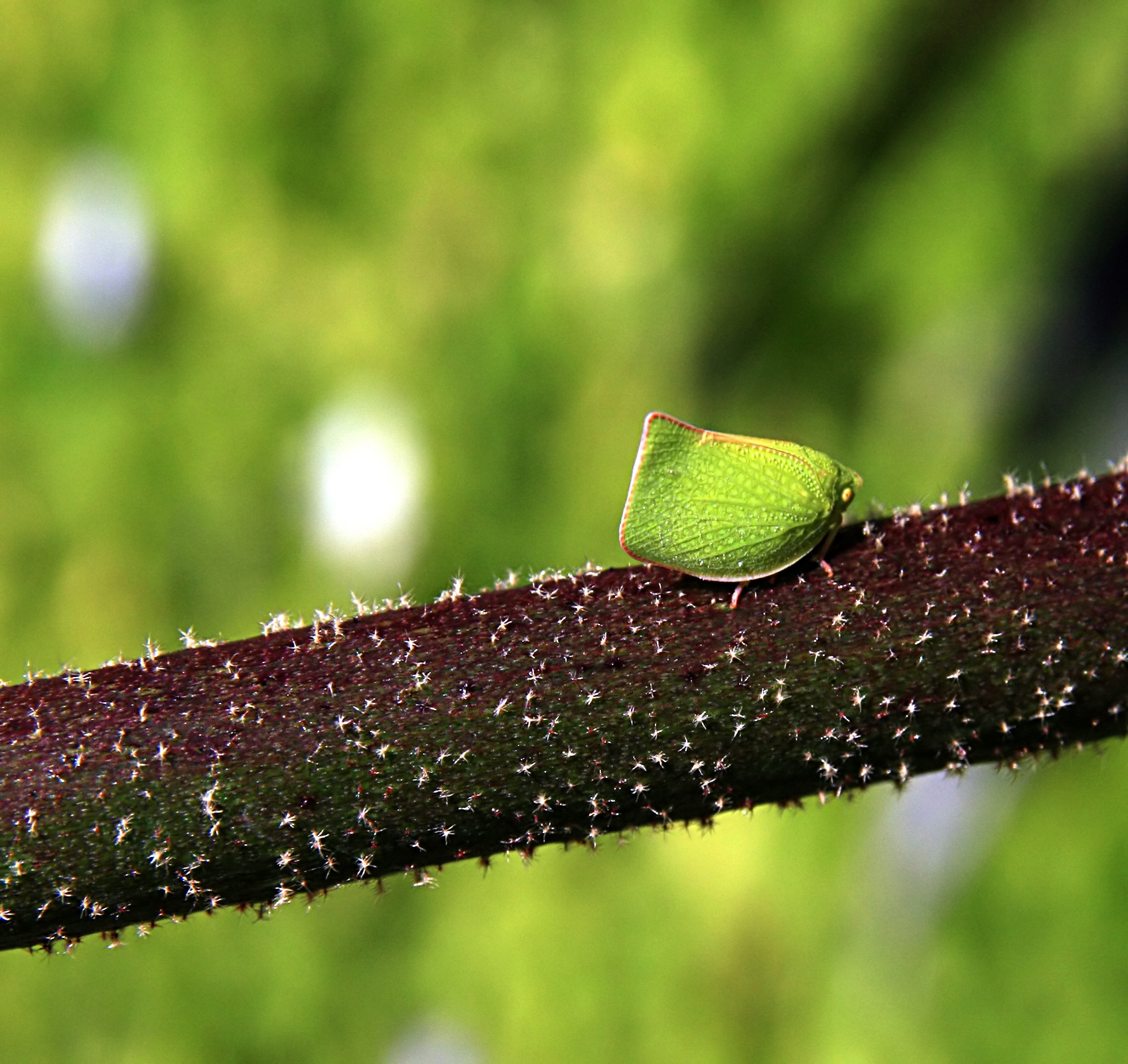 Breaking the Code: How Scientists Study Mimicry (image credits: wikimedia)