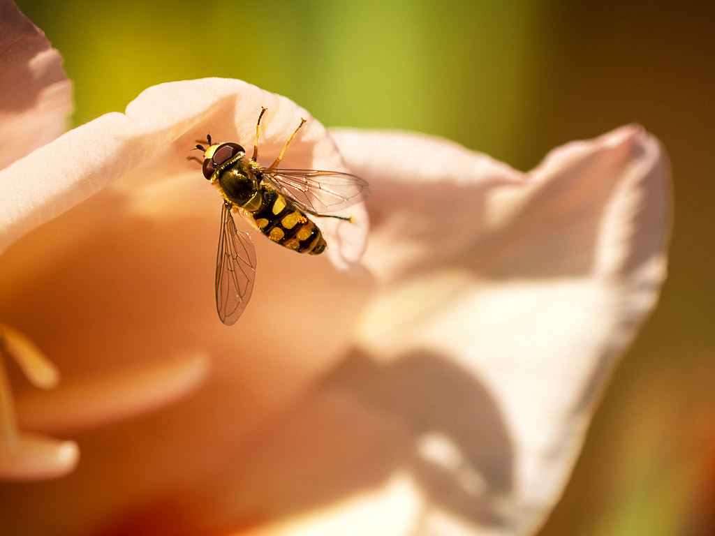 The Future of Insect Identity Crisis (image credits: flickr)