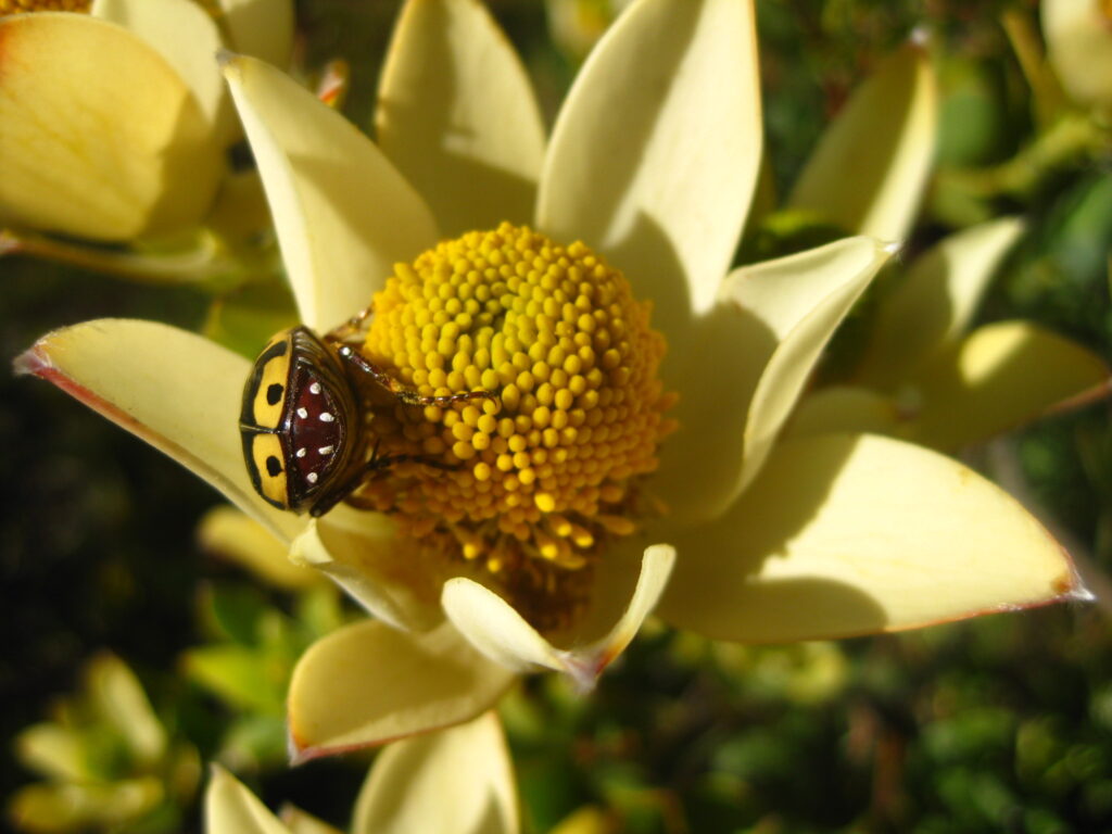 Wasp Mimics, Beetle Fakers, and the Insect Identity Crisis