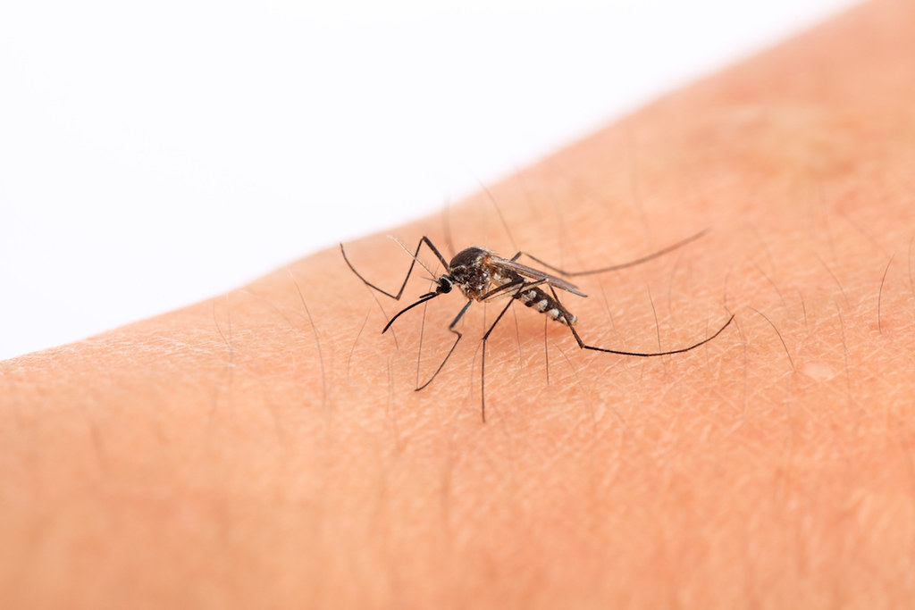 Mosquitoes: The Most Common Imposters (image credits: flickr)