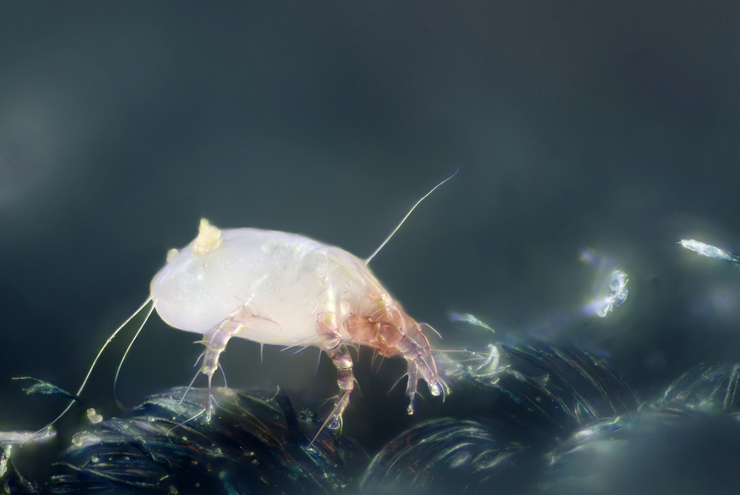 Dust Mites: The Invisible Irritants (image credits: House dust mite, CC BY-SA 2.0, https://commons.wikimedia.org/w/index.php?curid=12534999)