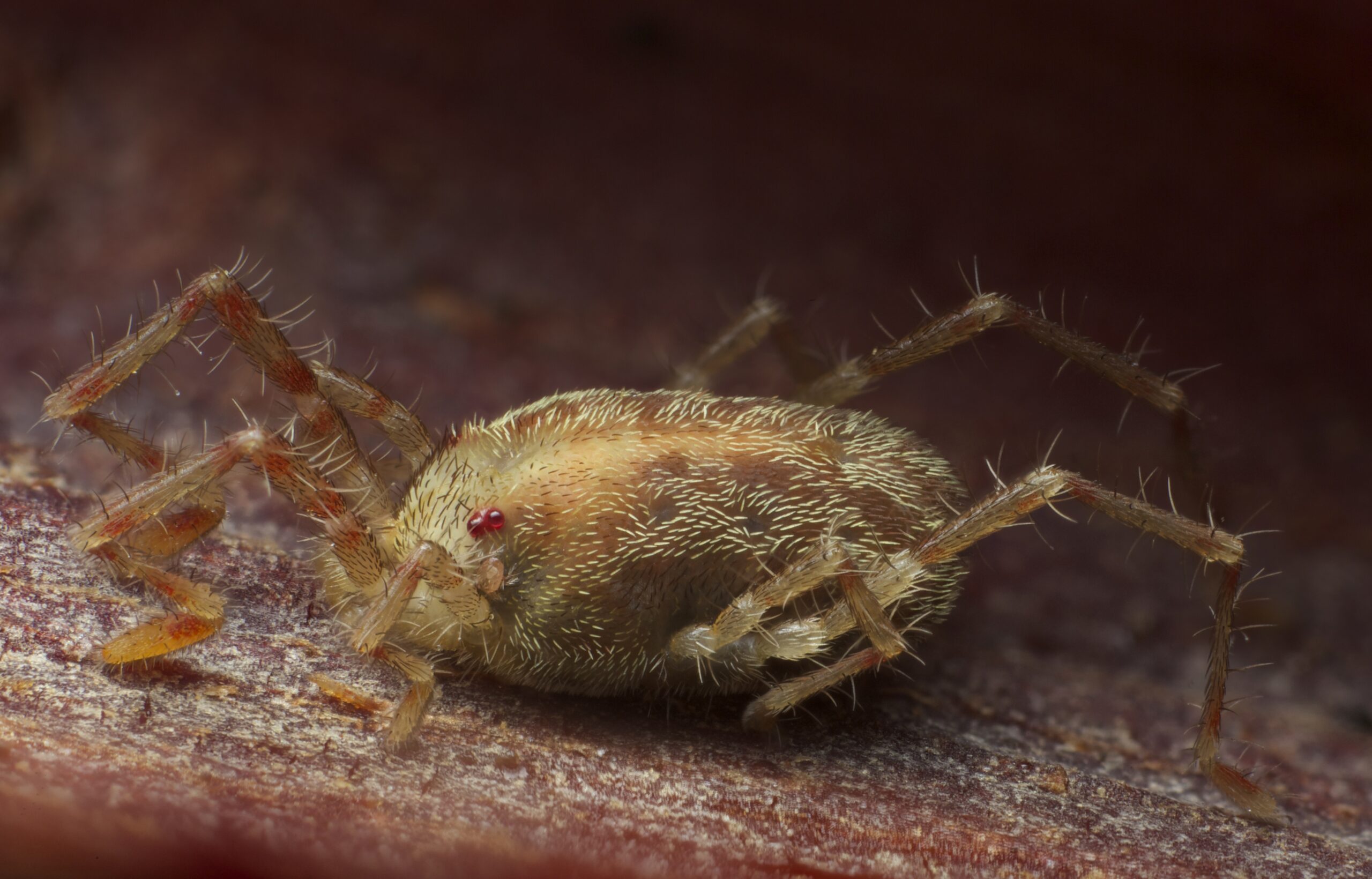 Chiggers: The Outdoor Ambush Artists (image credits: wikimedia)