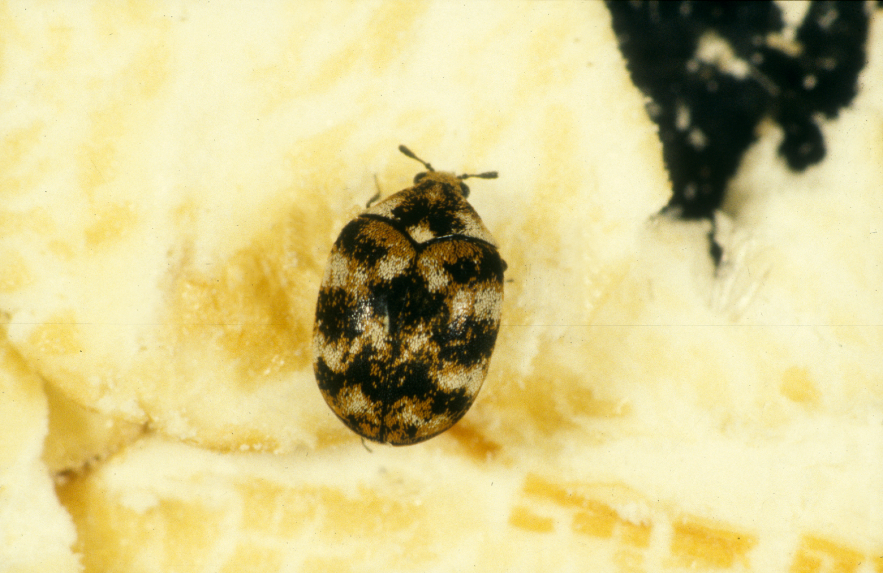 Carpet Beetles: The Fabric Feeders (image credits: wikimedia)