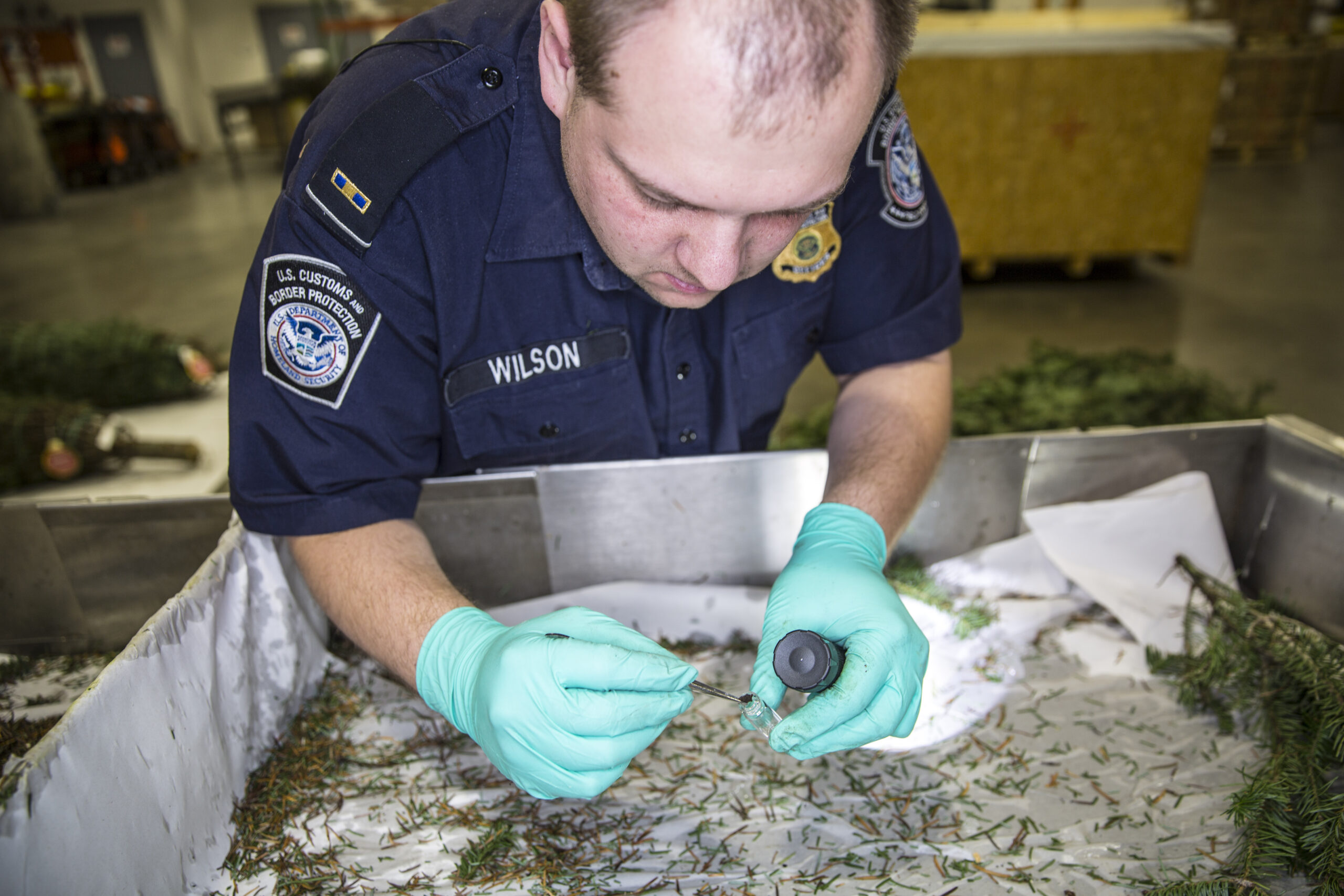 Identifying the Real Culprit: Detective Work (image credits: wikimedia)