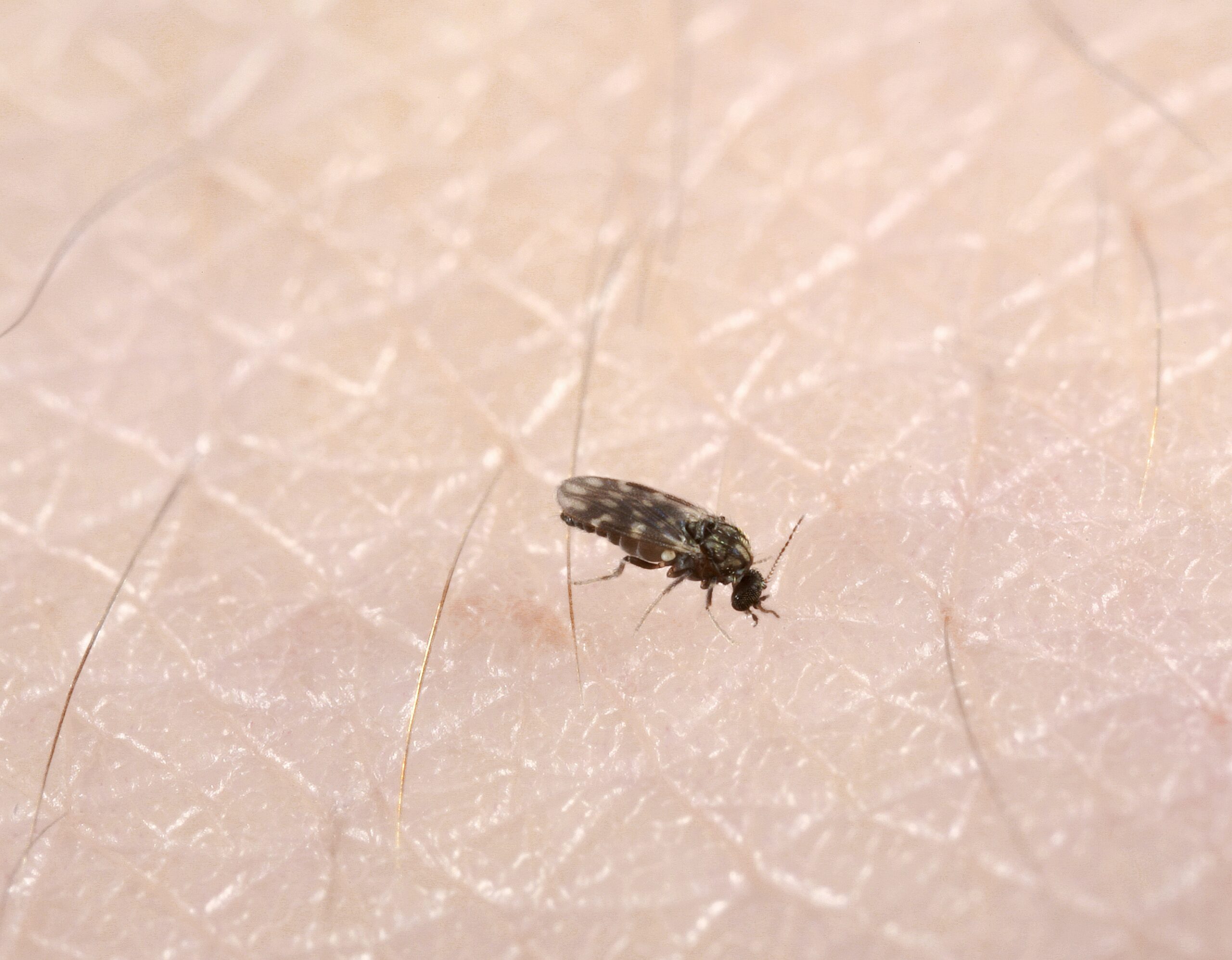 The Bottom Line on Biting Bugs (image credits: wikimedia)