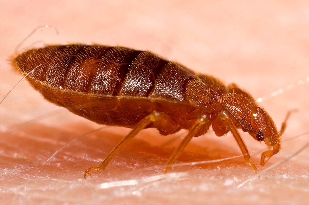 Why Not Every Biting Bug Is a Bed Bug