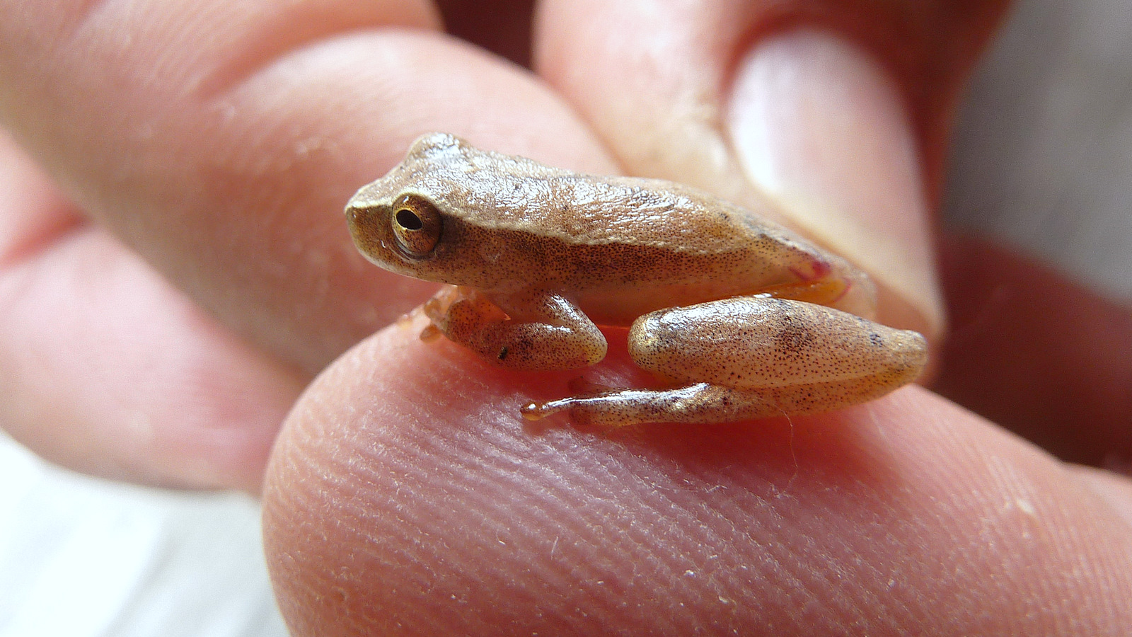 Meet the Unlikely Roommates (image credits: wikimedia)
