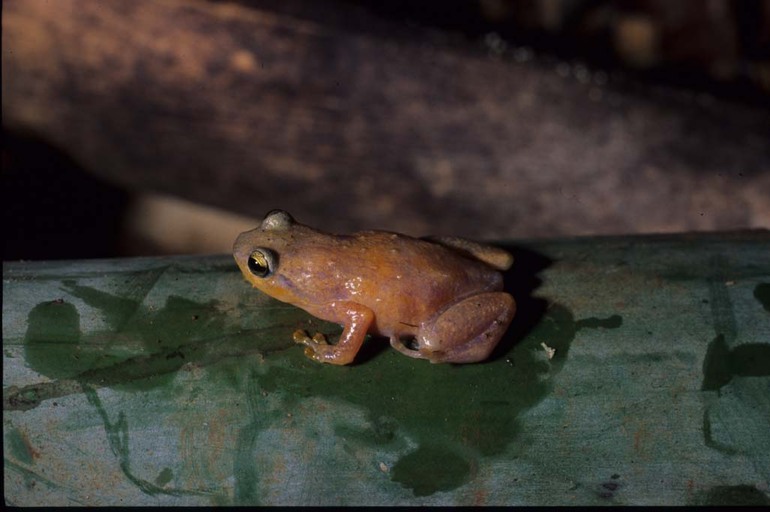 What's on the Menu for These Tiny Tenants (image credits: By Franco Andreone - see authorization, CC BY-SA 2.5, https://commons.wikimedia.org/w/index.php?curid=5172423)